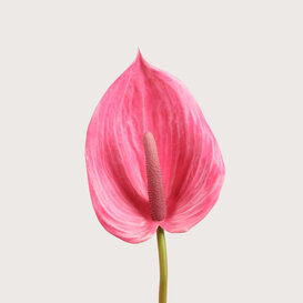 Anthurium Pink H87