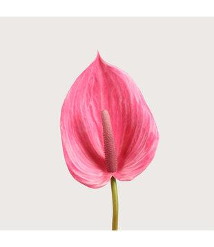 Anthurium Roze H87