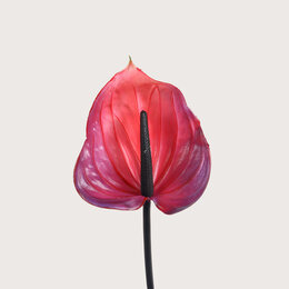 Anthurium Tak