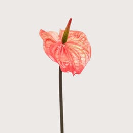 Anthurium Oranje H65