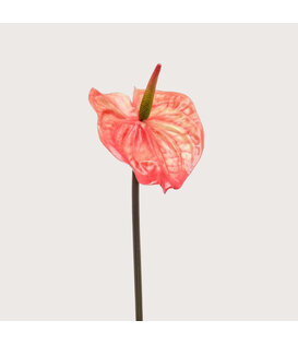 Anthurium Orange H65