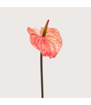 Anthurium Oranje H65