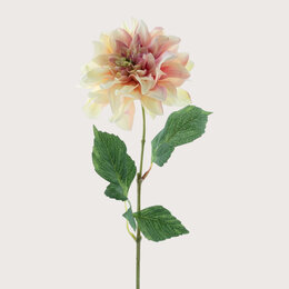 Dahlia Cappucino/Pink H64