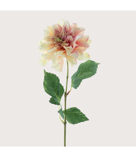Dahlia Cappucino/Pink H64