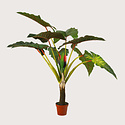 Alocasia Giant H140