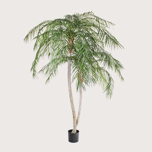 Phoenix Palm Tree 2-Trunk UV Green H225