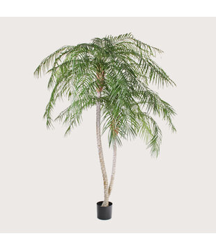 Phoenix Palm Tree 2-trunk UV Green H225 D150
