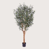 Olijfboom Groen H180 D80