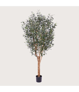 Olive Tree Green H180 D80