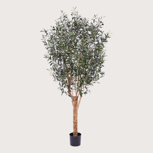 Olijfboom Groen H180 D80