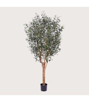 Olive Tree Green H180 D80