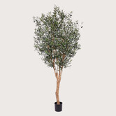 Olijfboom Groen H250 D135