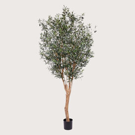 Olive Tree Green H250 D135
