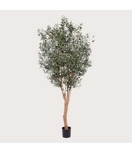 Olijfboom Groen H250 D135