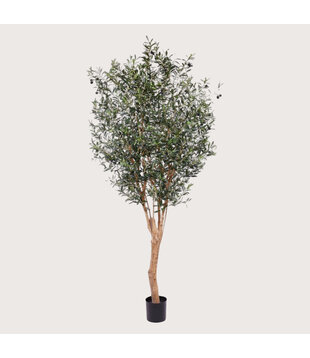 Olive Tree Green H250 D135