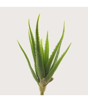 Aloe Vera Tak Groen H41
