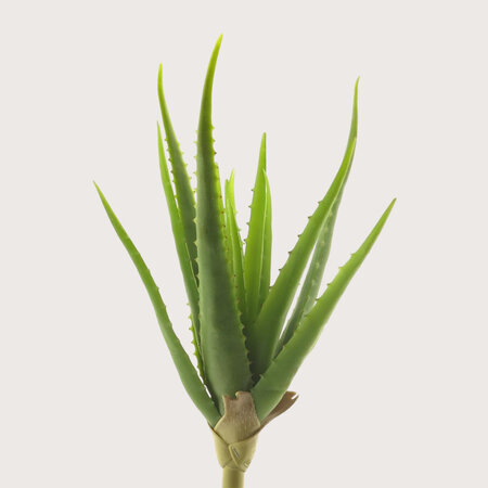 Aloe vera Tak Groen H41