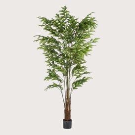 Fishtail Palm Groen H210