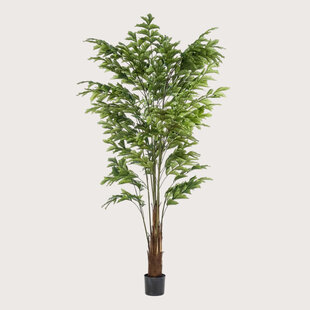 Fishtail Palm Green H210 D150