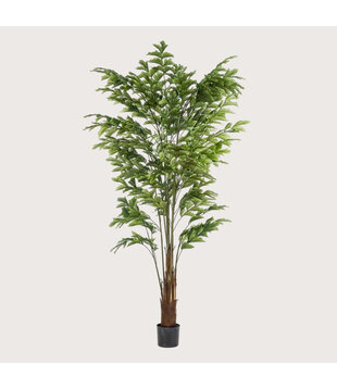 Fishtail Palm Green H210 D150