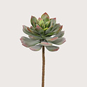 Echeveria Plug H25