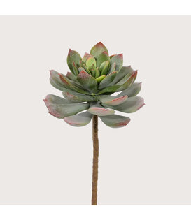 Echeveria Sticker H25