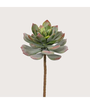 Echeveria Steker H25