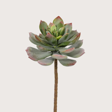 Echeveria Steker H25