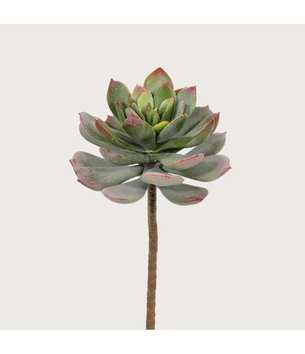 Echeveria Sticker H25