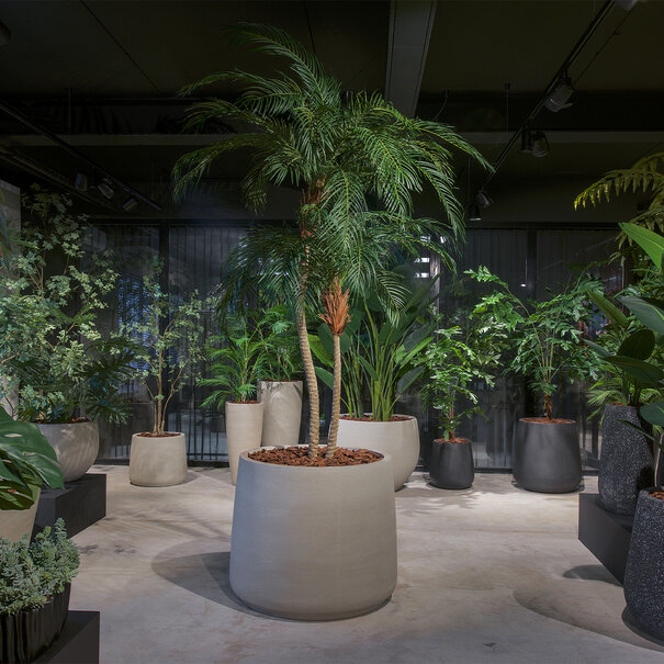 Phoenix Palm Tree 2-Trunk UV Green H225