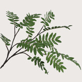 Mahonia Branch Green H150