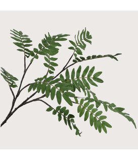 Mahonia Tak Groen H150