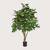 Vijgenboom Groen H120 D80