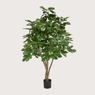 Vijgenboom Groen H120 D80