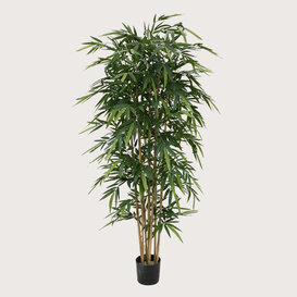 Bamboe Groen H210 D85