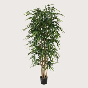 Bamboe Groen H210 D85