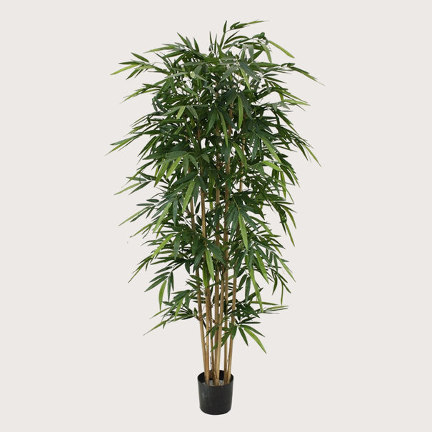 Bamboe Groen H210 D85