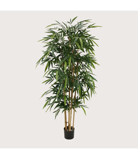 Bamboe Deluxe Groen H180 D65