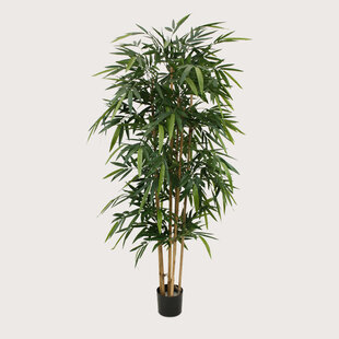 Bamboe Groen H180 D65