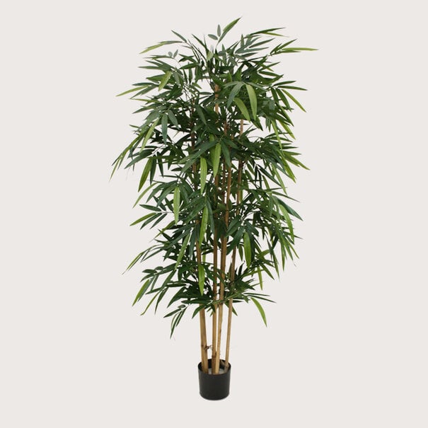 Bamboo Green H180 D65