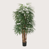 Raphis Deluxe Groen H160