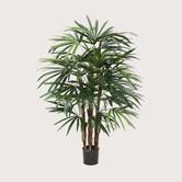 Raphis Deluxe Groen H100 D65