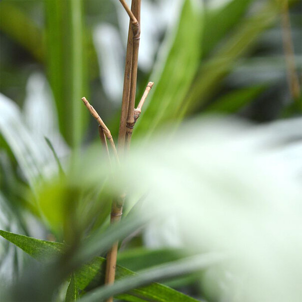 Bamboo Green H210 D85