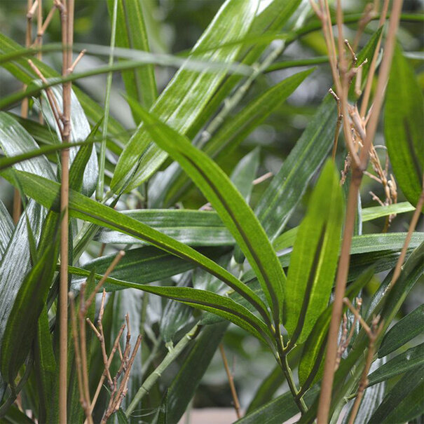 Bamboe Deluxe Groen H180 D65