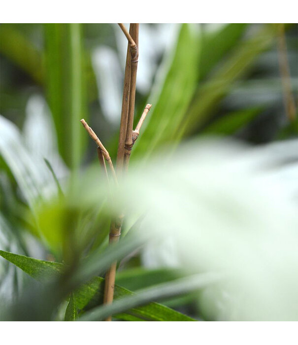 Bamboe Deluxe Groen H180 D90