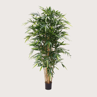 Bamboe Deluxe Groen H180 D90