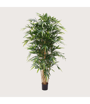 Bamboe Deluxe Groen H180 D90