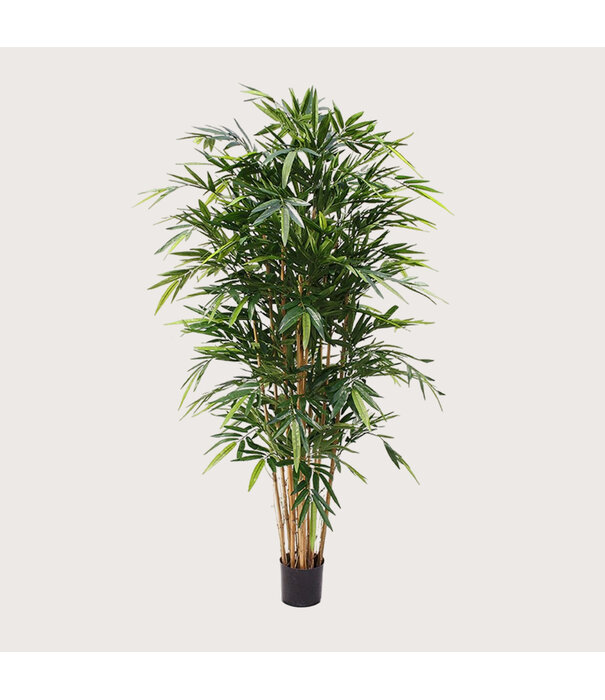 Bamboe Deluxe Groen H180 D90