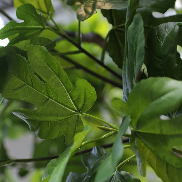 Vijgenboom Groen H250 D200