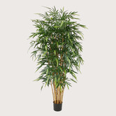 Bamboe Deluxe Groen H210 D110
